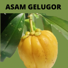 BUAH ASAM GELUGUR/ GARCINIA ATROVIRIDIS/ 阿薩姆格魯古爾水果 