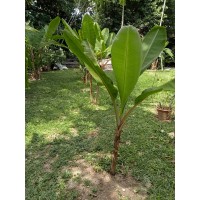 Lady Finger Banana Plant