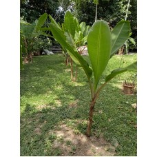 Lady Finger Banana Plant