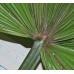 LICUALA GRANDIS / POKOK KIPAS / 圆叶刺轴榈 - REAL PLANT / INDOOR PLANT / POKOK HIDUP