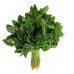 BAYAM HIJAU / GREEN SPINACH / 绿菠菜